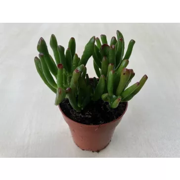 Crassula ovata 