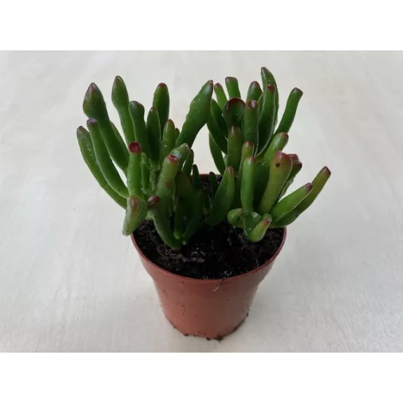 Crassula ovata Crassula ovata