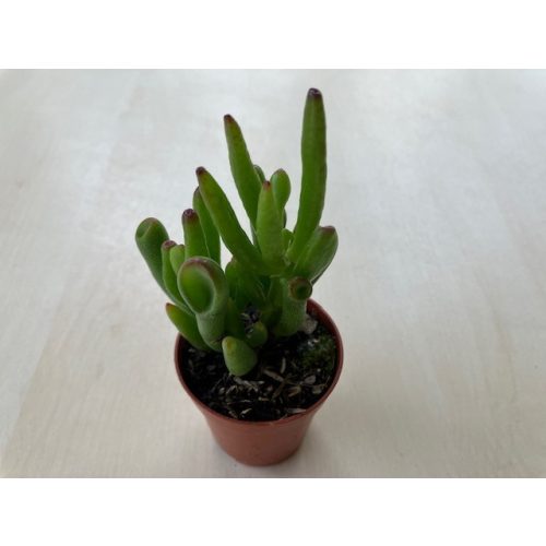 Crassula ovata 'Horn Tree'