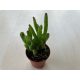 Crassula ovata 'Horn Tree'