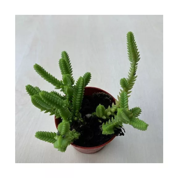 Crassula Crassula