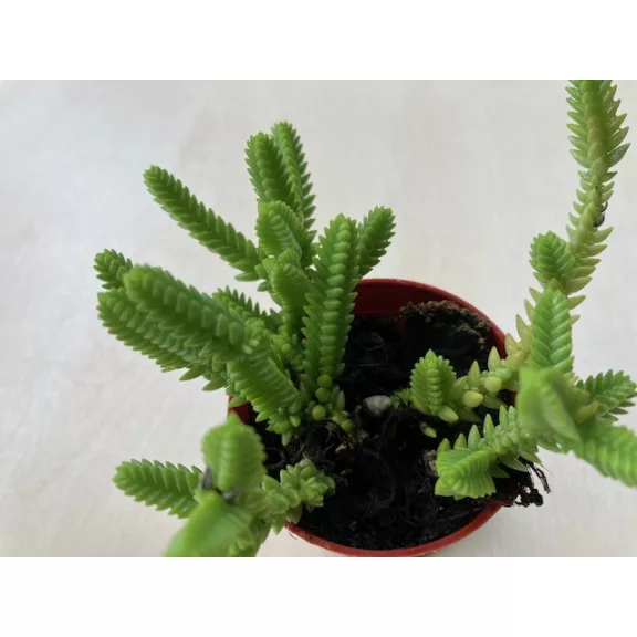Crassula Crassula