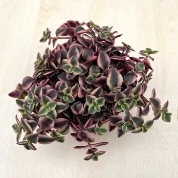 Crassula pellucida subs marginalis 'Variegata'