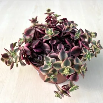 Crassula pellucida subs marginalis 'Variegata'