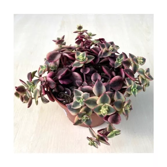 Crassula pellucida subs marginalis 'Variegata'
