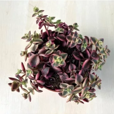 Crassula pellucida subs marginalis 'Variegata'