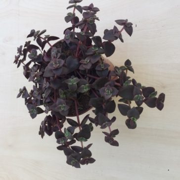 Crassula pellucida subs marginalis 'Rubra'