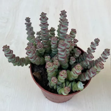 Crassula rupestris subsp marnieriana
