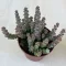 Crassula rupestris subsp marnieriana