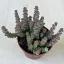 Crassula rupestris subsp marnieriana