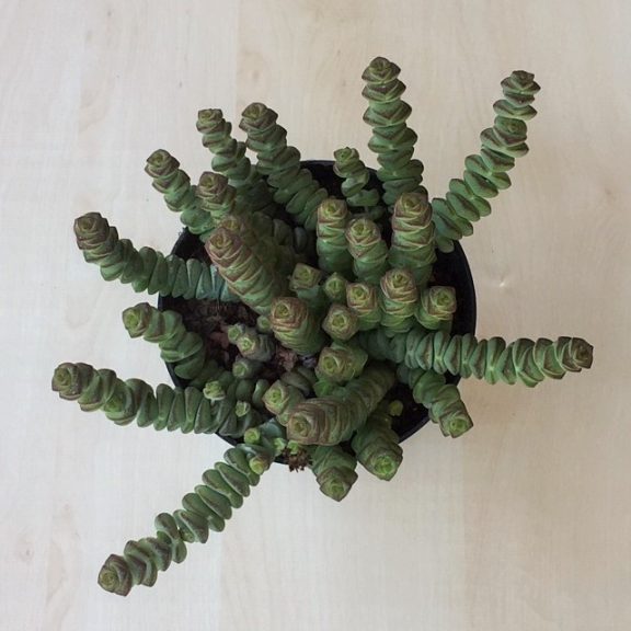 Crassula rupestris subsp marnieriana