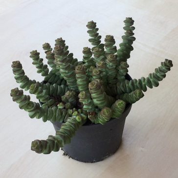 Crassula rupestris subsp marnieriana