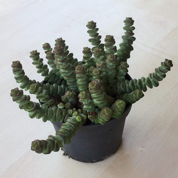 Crassula rupestris subsp marnieriana