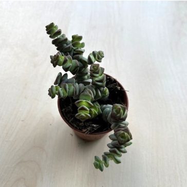 Crassula rupestris subsp marnieriana
