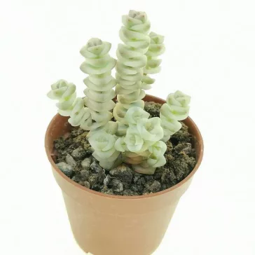 Crassula rupestris subsp. marnieriana 'Variegata'