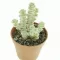 Crassula rupestris subsp. marnieriana 'Variegata'