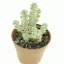 Crassula rupestris subsp. marnieriana 'Variegata'
