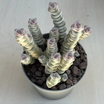 Crassula rupestris subsp. marnieriana 'Variegata'