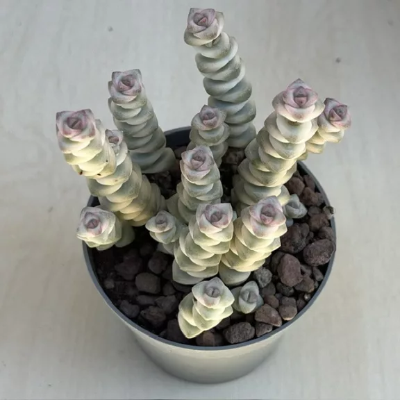 Crassula rupestris subsp. marnieriana 'Variegata'