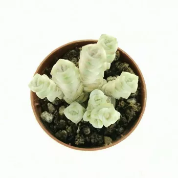 Crassula rupestris subsp. marnieriana 'Variegata'