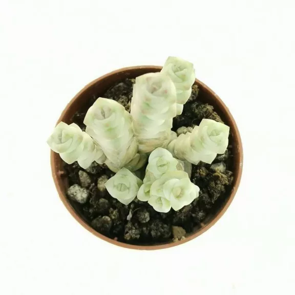 Crassula rupestris subsp. marnieriana 'Variegata'