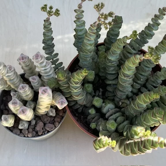 Crassula rupestris subsp. marnieriana 'Variegata'