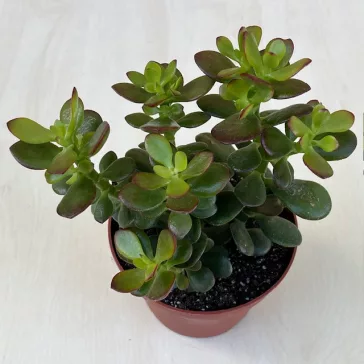 Crassula ovata 'Minor'