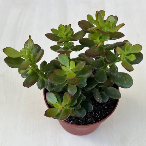 Crassula ovata 'Minor' Crassula ovata 'Minor'