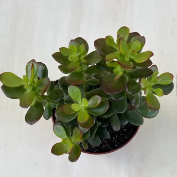 Crassula ovata 'Minor'