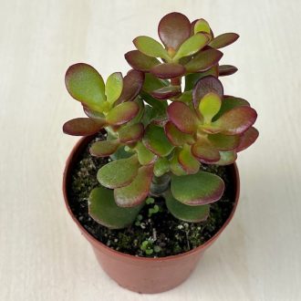 Crassula ovata 'Minor'