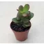 Crassula ovata 'Minor'