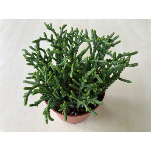 Crassula muscosa