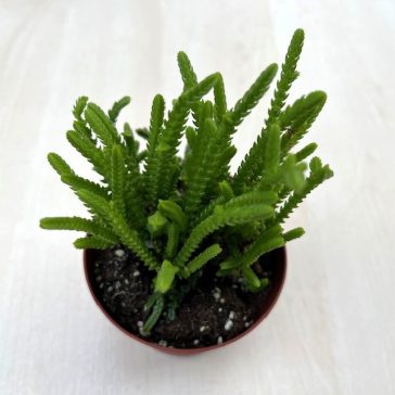 Crassula muscosa 8 cm-es cserépben