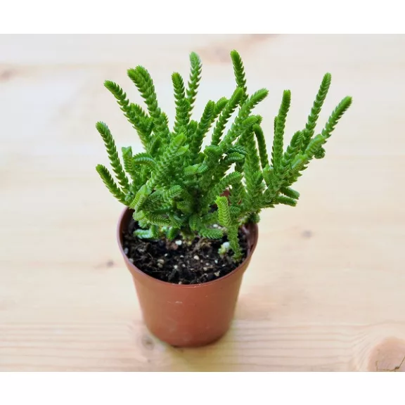 Crassula muscosa 8 cm-es cserépben Crassula muscosa 8 cm-es cserépben