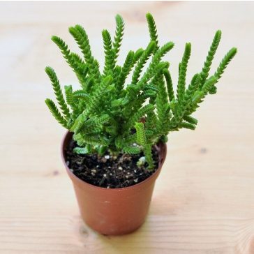 Crassula muscosa