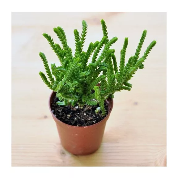 Crassula muscosa Crassula muscosa