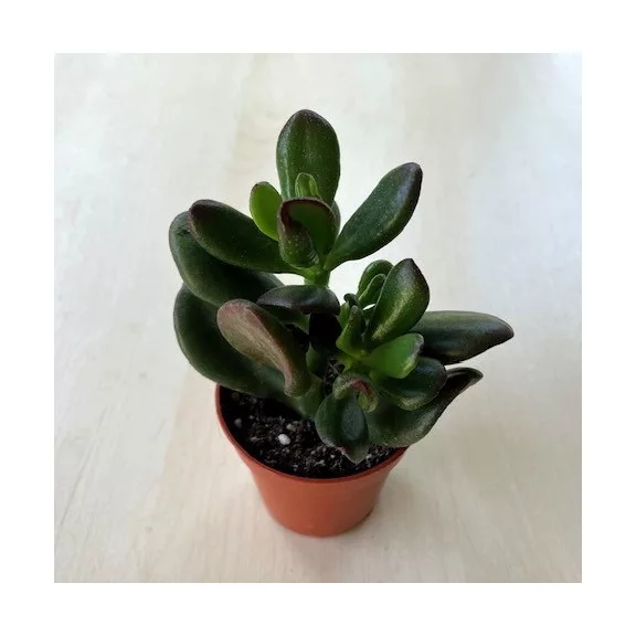 Crassula oasis Crassula oasis