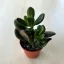 Crassula oasis