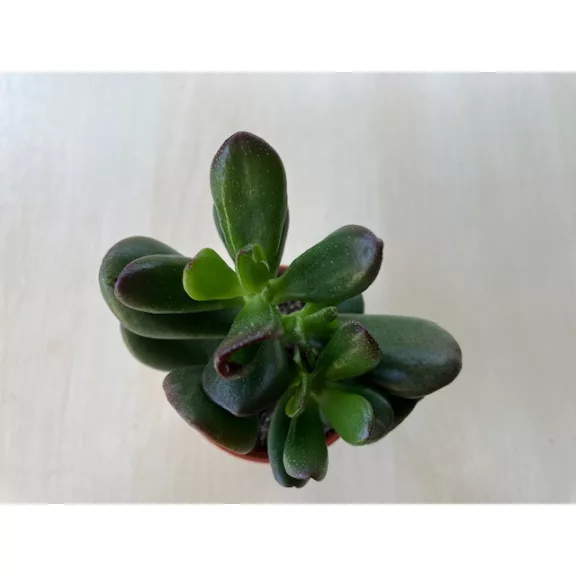 Crassula oasis Crassula oasis