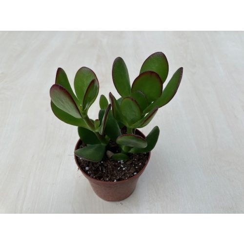 Crassula ovata 'Obliqua'