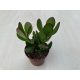Crassula ovata 'Obliqua'