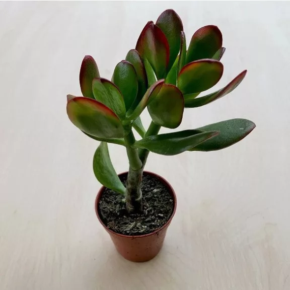 Crassula ovata 'Obliqua' Crassula ovata 'Obliqua'