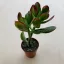 Crassula ovata 'Obliqua'