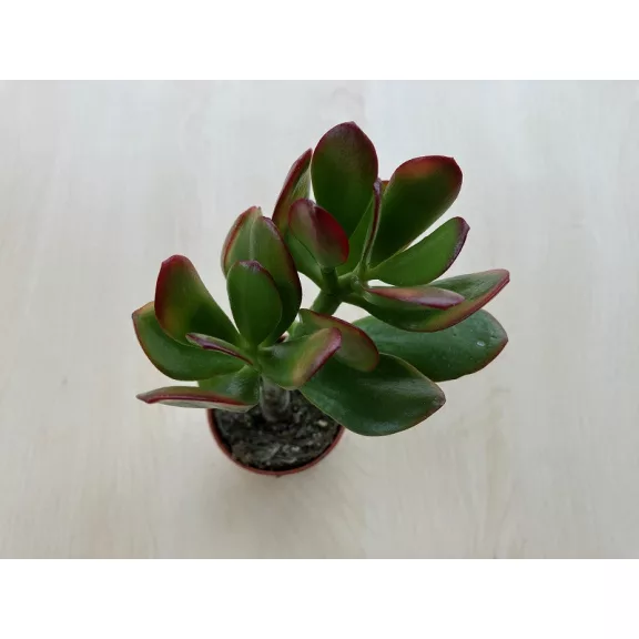 Crassula ovata 'Obliqua' Crassula ovata 'Obliqua'