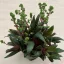 Crassula orbicularis var rosularis