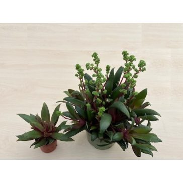 Crassula orbicularis var rosularis