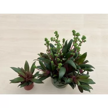 Crassula orbicularis var rosularis