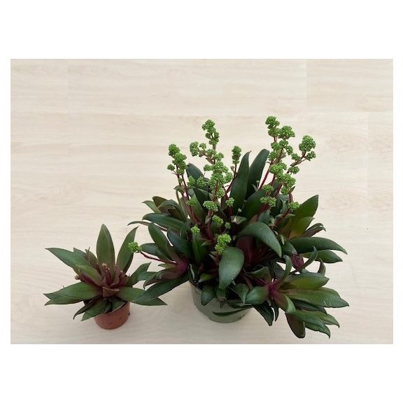 Crassula orbicularis var rosularis