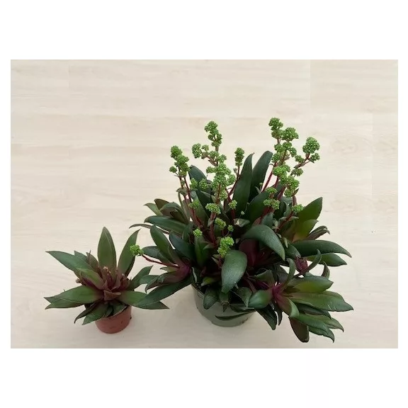 Crassula orbicularis var rosularis