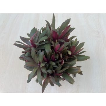 Crassula orbicularis var rosularis